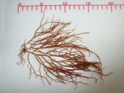 確認 身近な楽園 ハチの干潟 美しき海藻たち