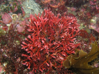 海藻写真 紅藻 身近な楽園 ハチの干潟 美しき海藻たち