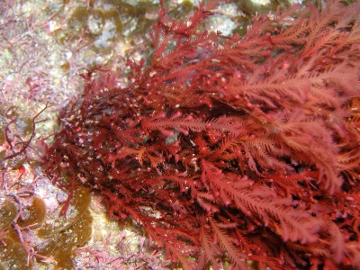 海藻写真 紅藻 身近な楽園 ハチの干潟 美しき海藻たち